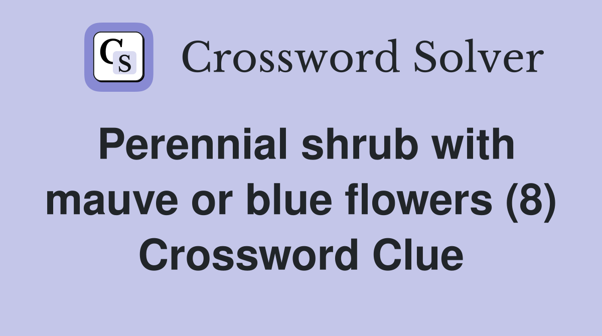 Perennial shrub with mauve or blue flowers (8) Crossword Clue