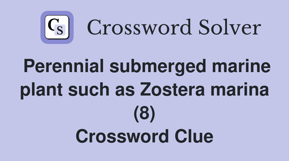 Perennial submerged marine plant such as Zostera marina (8) Crossword Clue