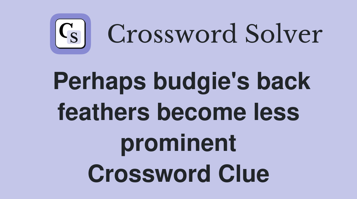 Perhaps budgie's back feathers become less prominent Crossword Clue