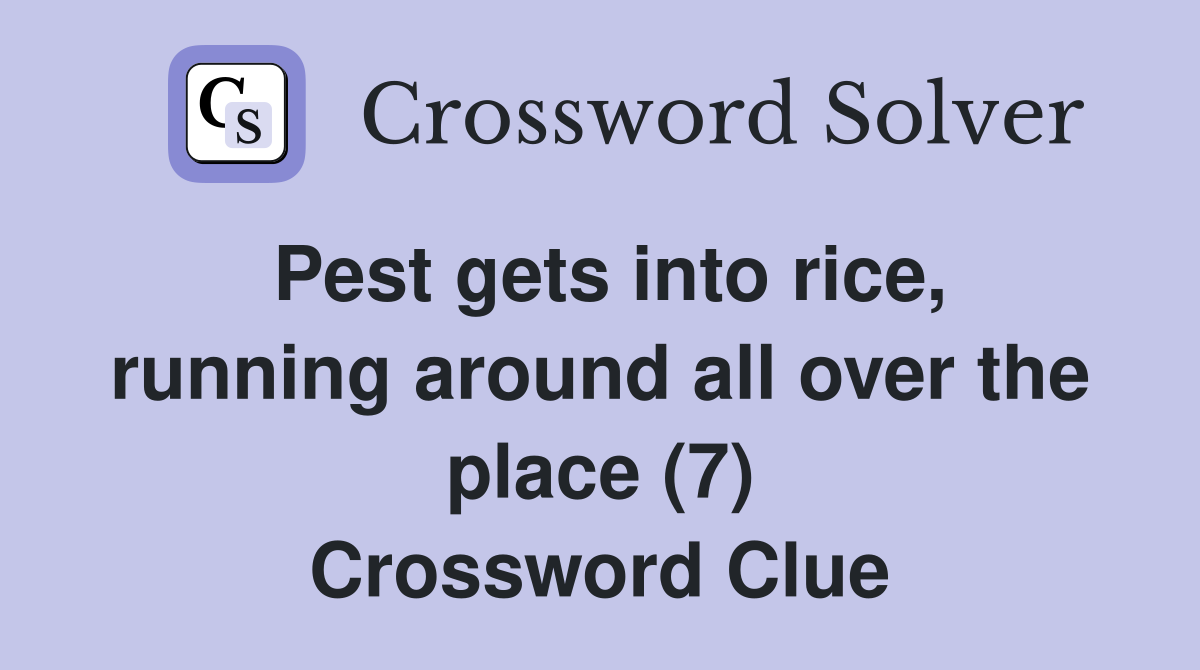 Pest gets into rice, running around all over the place (7) Crossword Clue