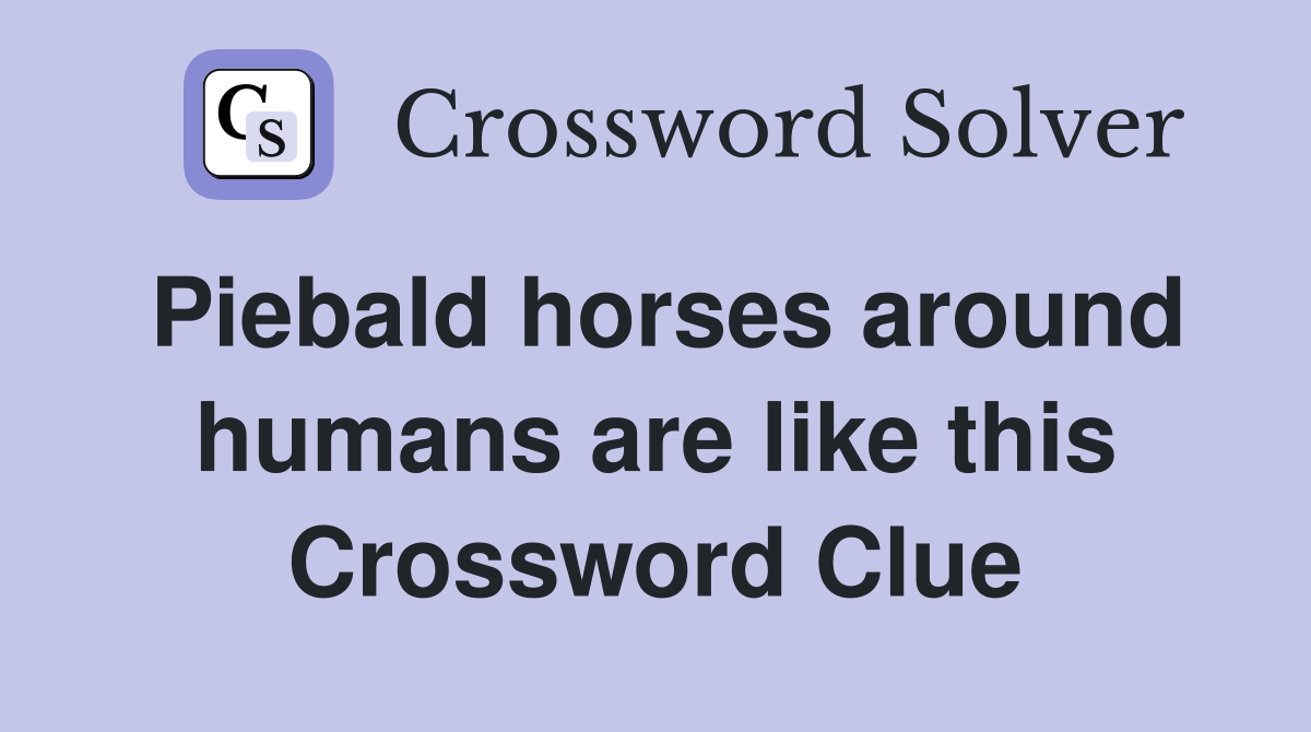 Piebald horses around humans are like this Crossword Clue