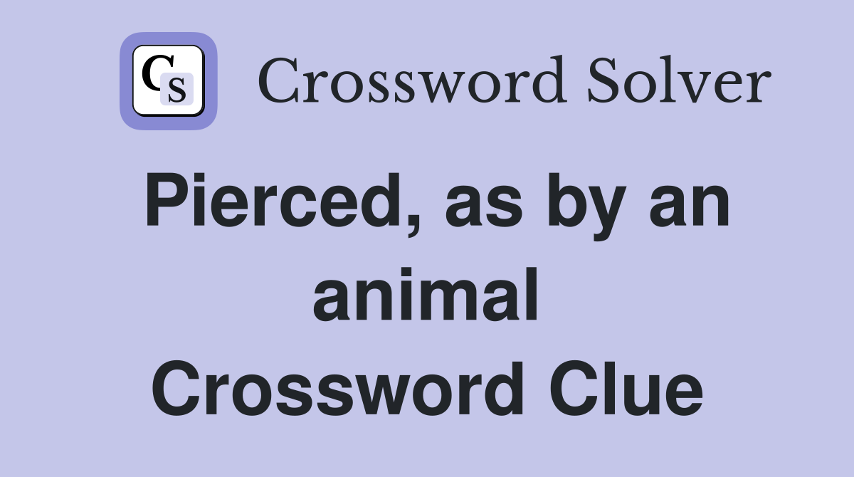 Pierced, as by an animal Crossword Clue