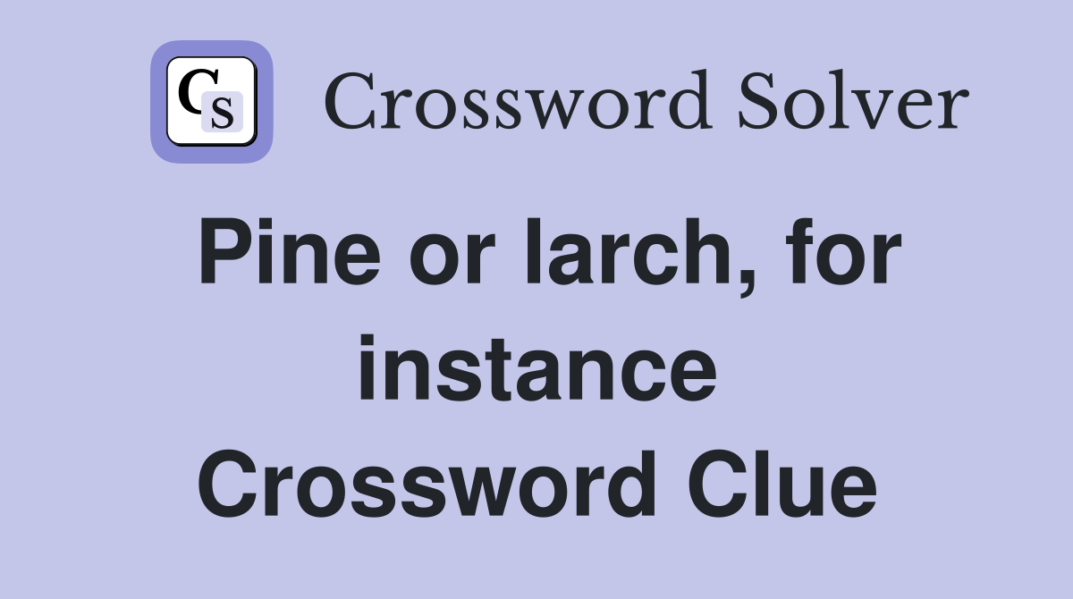 Pine or larch, for instance Crossword Clue