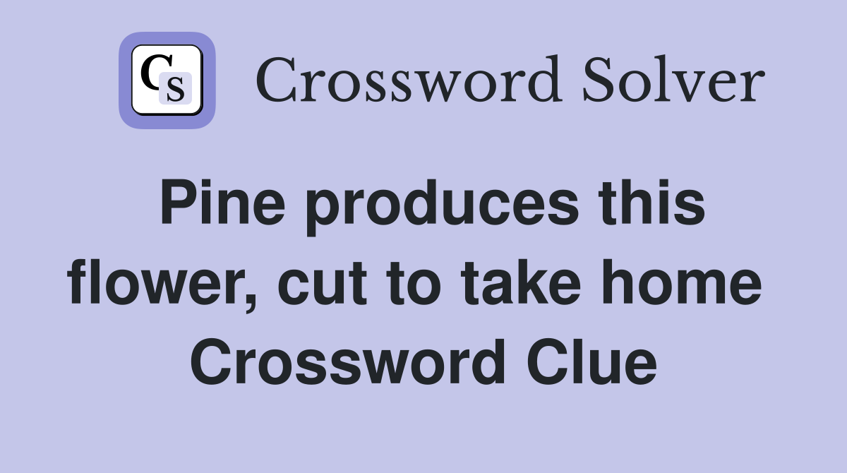 Pine produces this flower, cut to take home  Crossword Clue