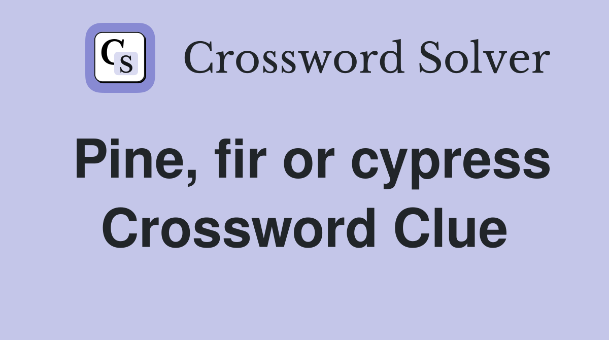 Pine, fir or cypress Crossword Clue
