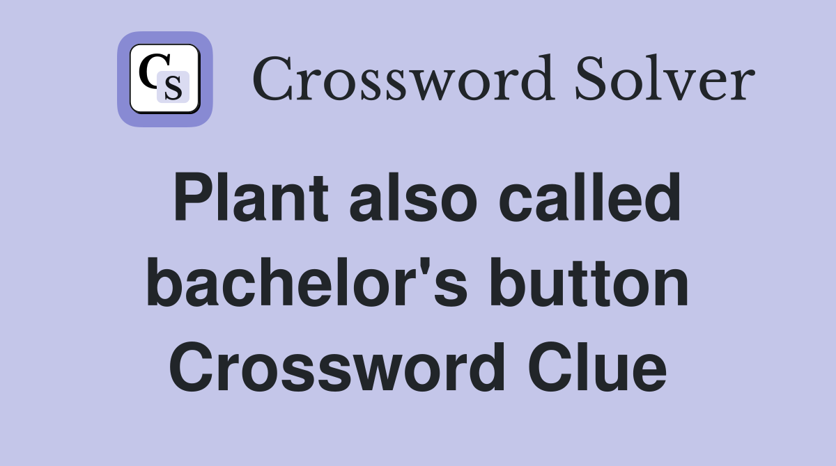Plant also called bachelor's button Crossword Clue