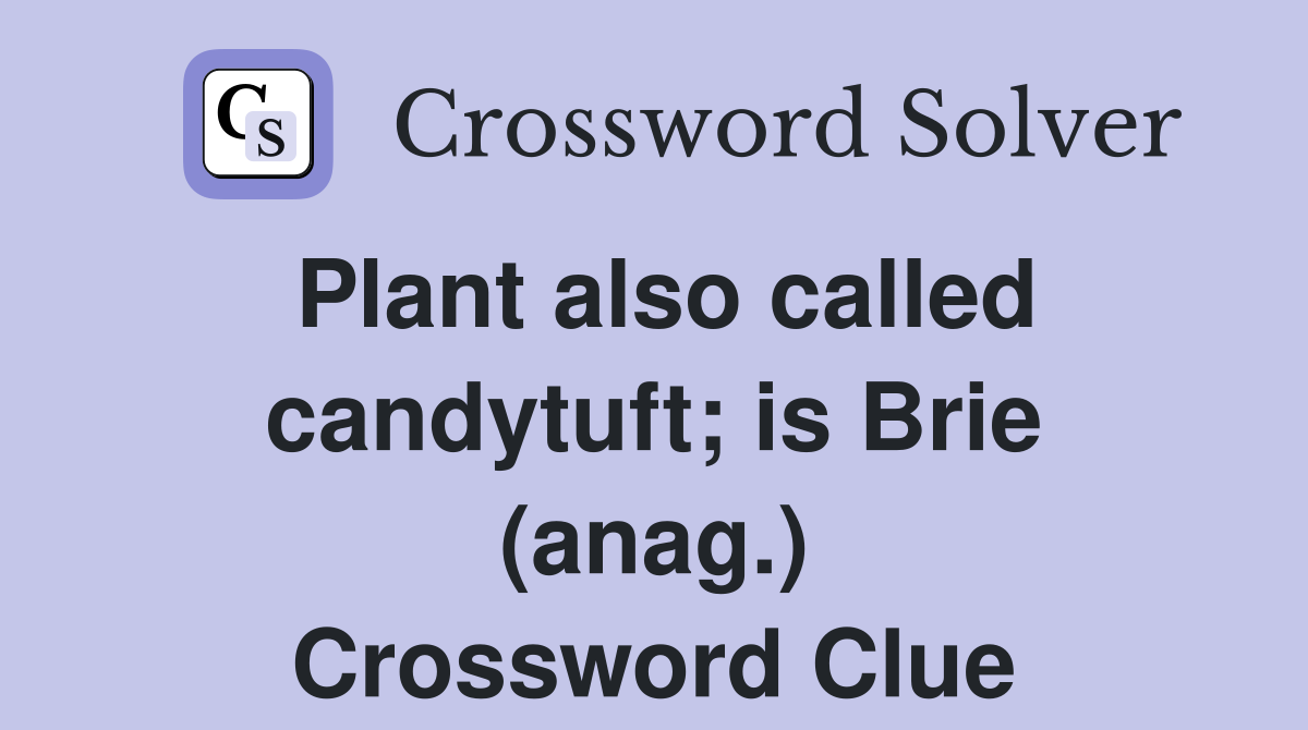 Plant also called candytuft; is Brie (anag.) Crossword Clue