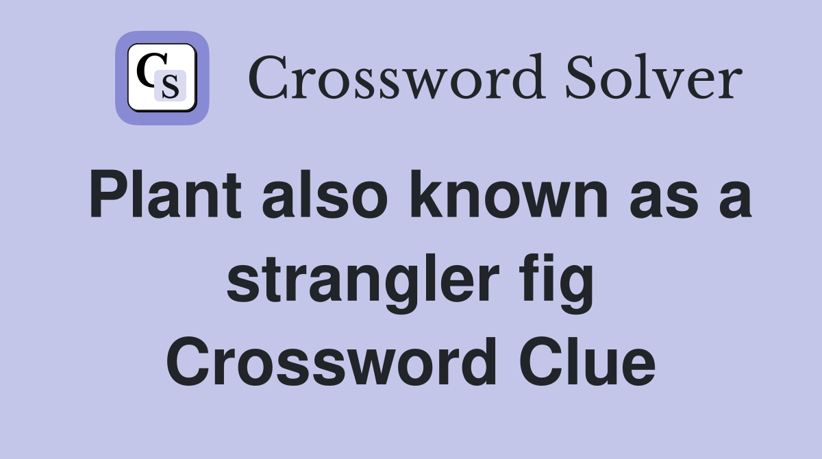 Plant also known as a strangler fig Crossword Clue