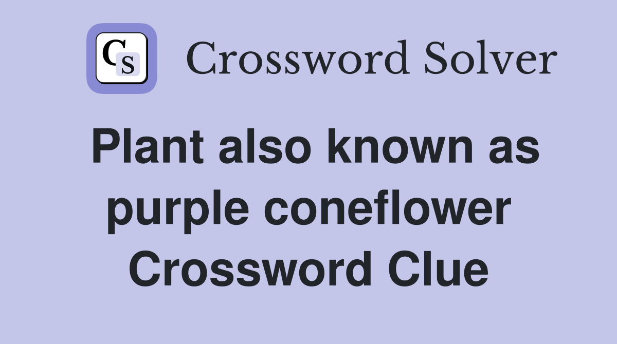 Plant also known as purple coneflower Crossword Clue