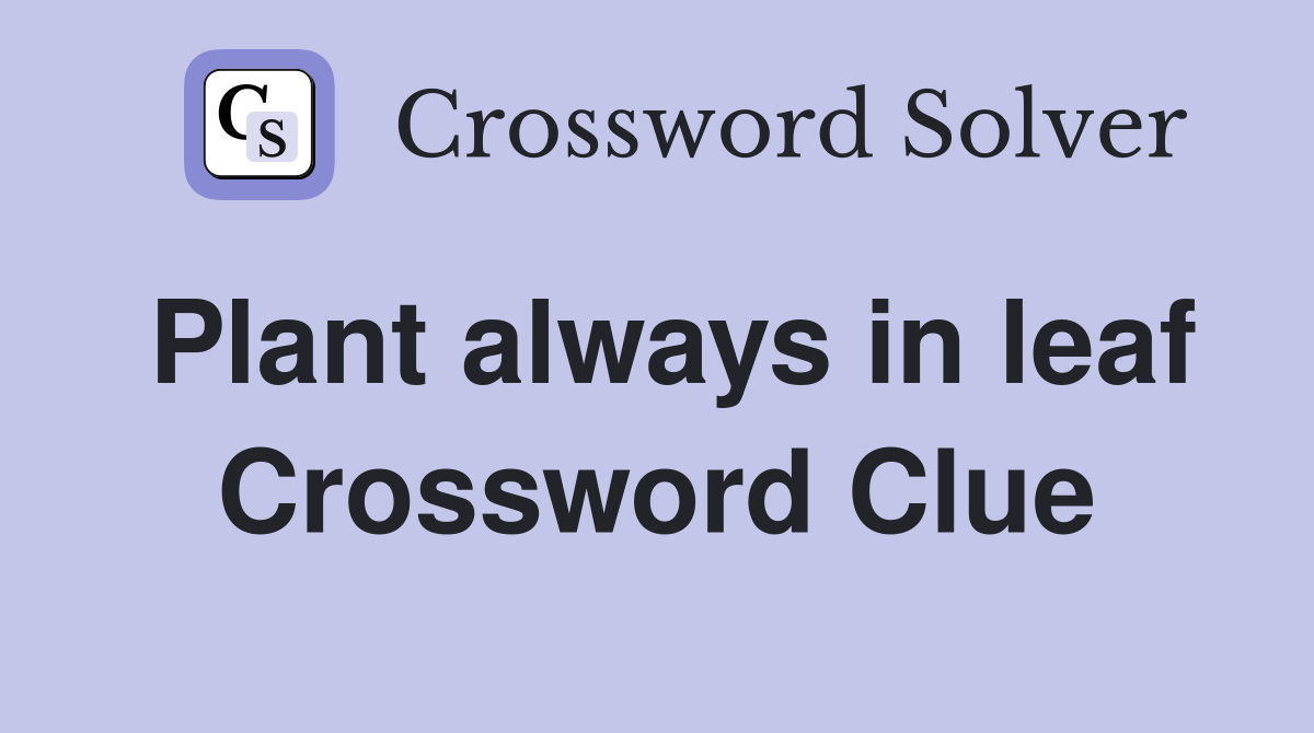 Plant always in leaf Crossword Clue