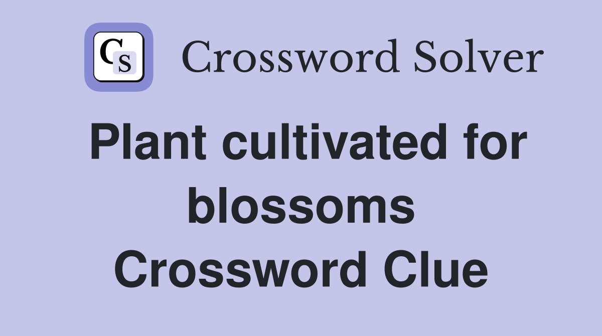 Plant cultivated for blossoms Crossword Clue