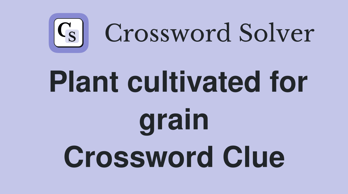 Plant cultivated for grain Crossword Clue