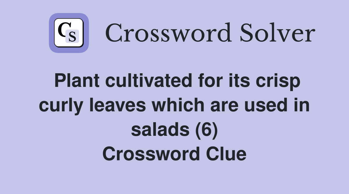 Plant cultivated for its crisp curly leaves which are used in salads (6) Crossword Clue