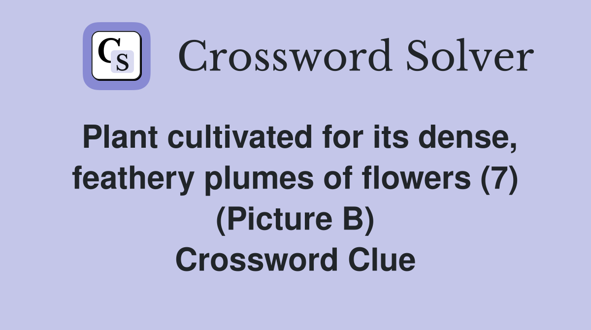Plant cultivated for its dense, feathery plumes of flowers (7) (Picture B) Crossword Clue
