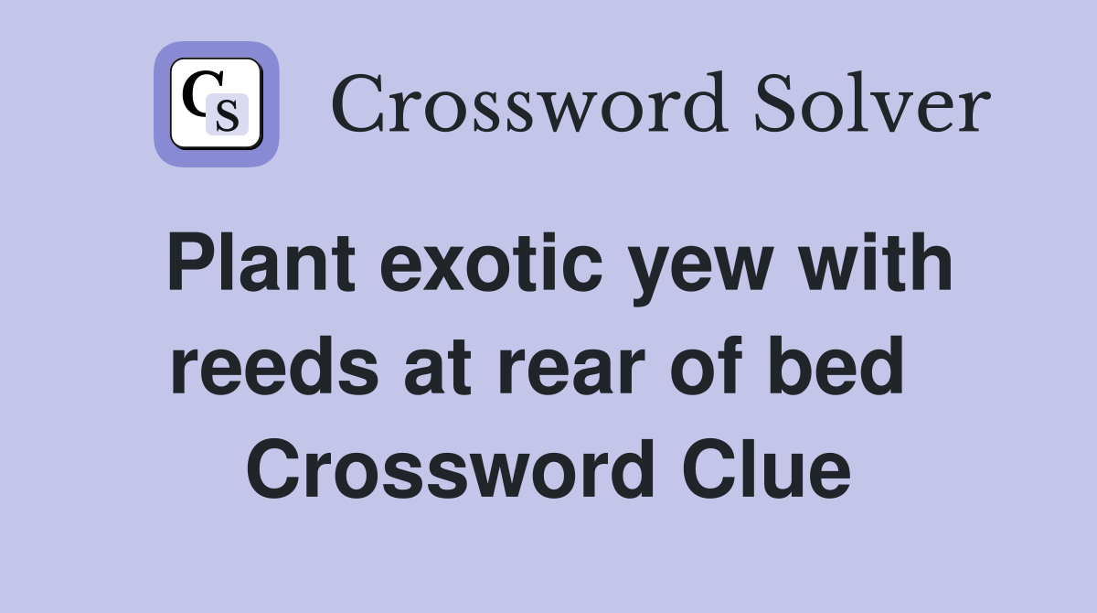Plant exotic yew with reeds at rear of bed  Crossword Clue