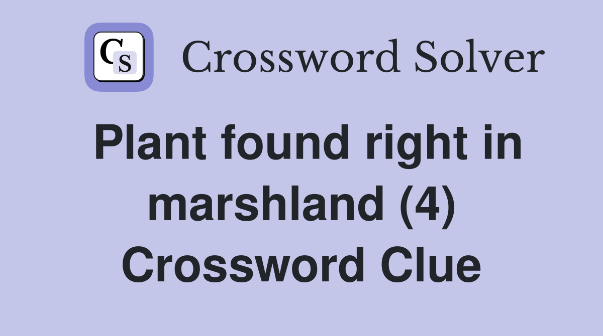 Plant found right in marshland (4) Crossword Clue