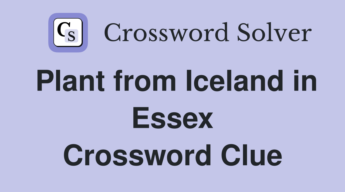 Plant from Iceland in Essex Crossword Clue