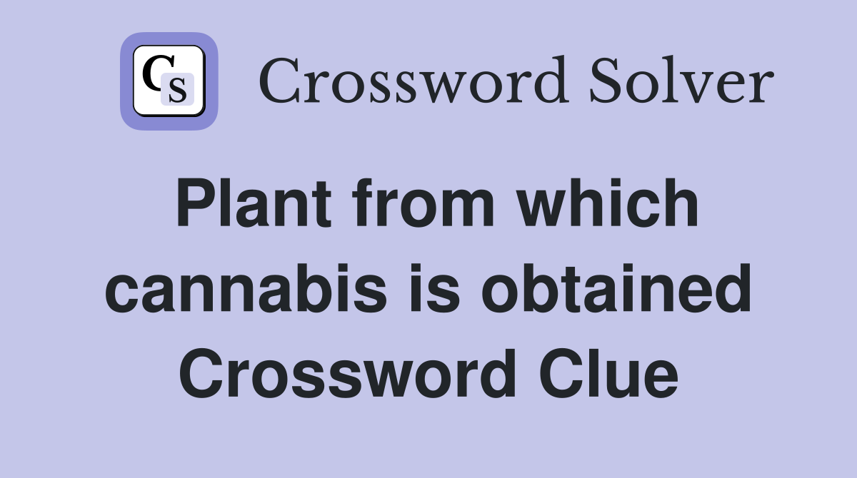 Plant from which cannabis is obtained Crossword Clue