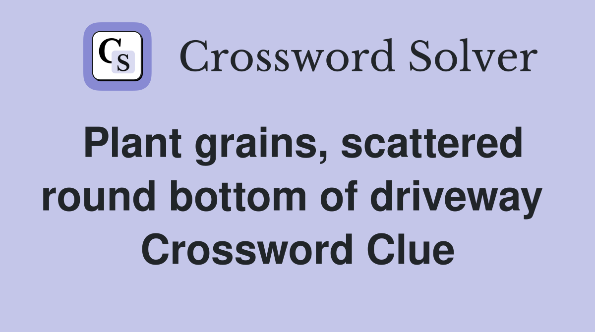 Plant grains, scattered round bottom of driveway  Crossword Clue