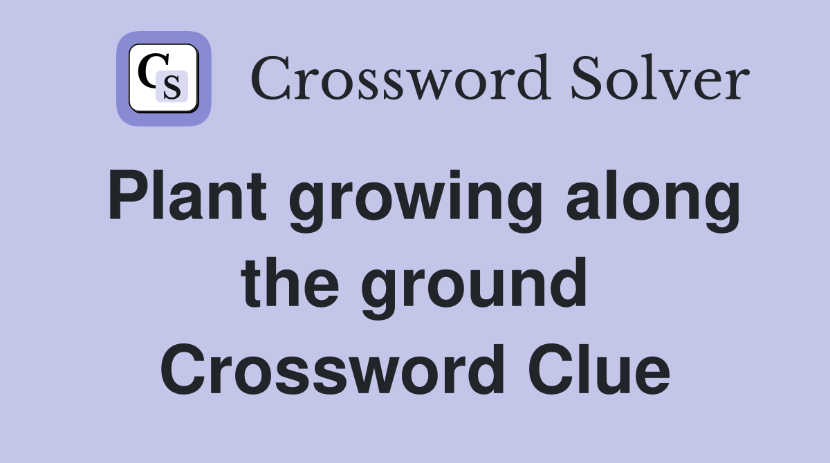 Plant growing along the ground Crossword Clue