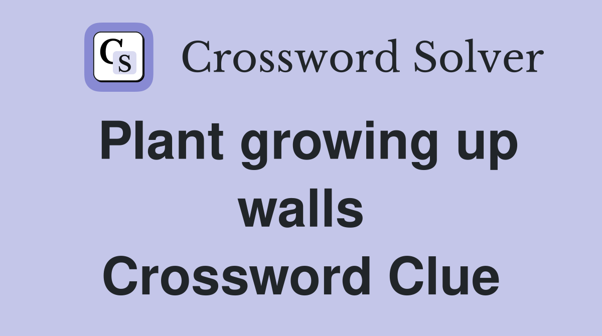 Plant growing up walls Crossword Clue