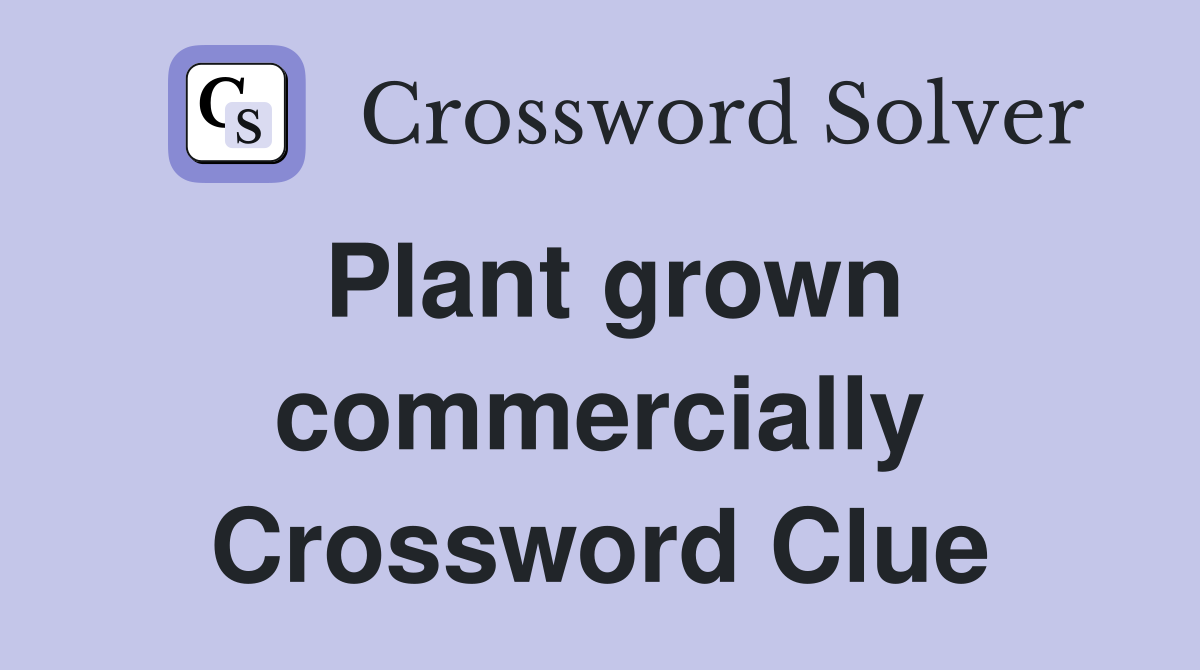 Plant grown commercially Crossword Clue