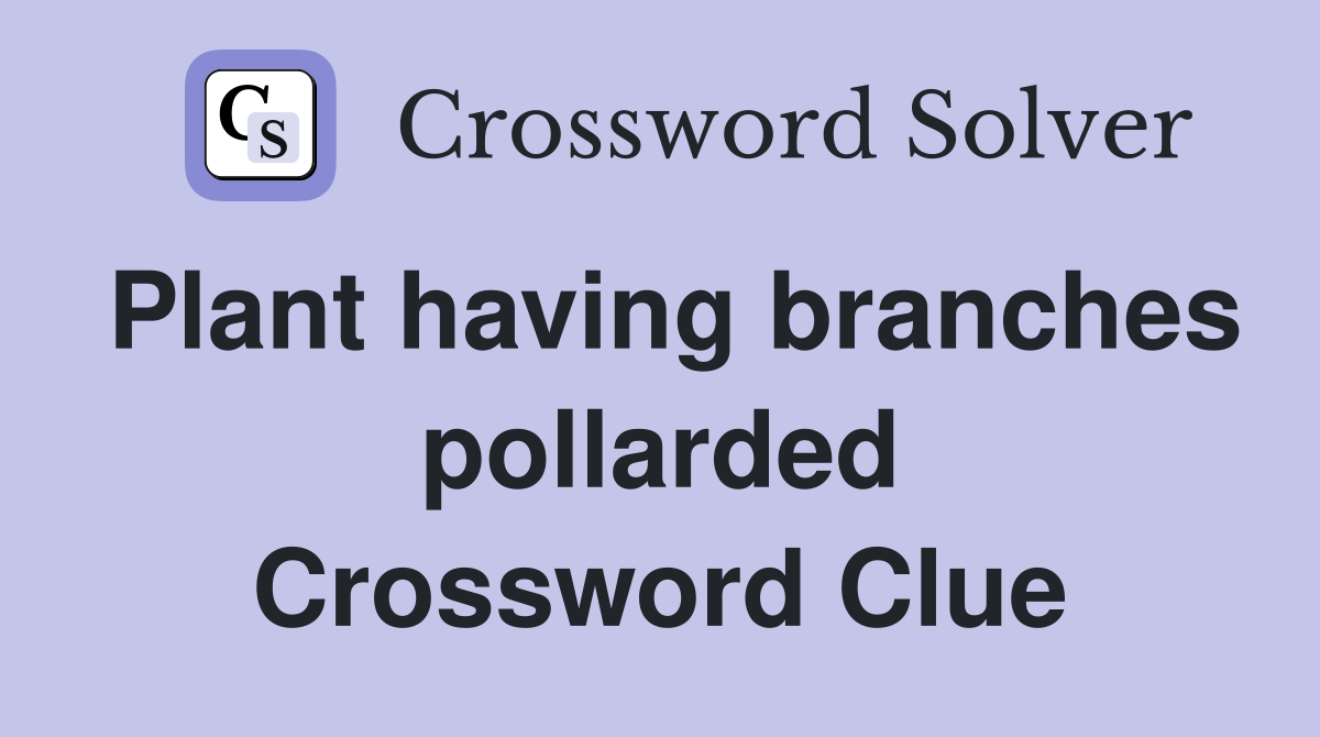 Plant having branches pollarded Crossword Clue