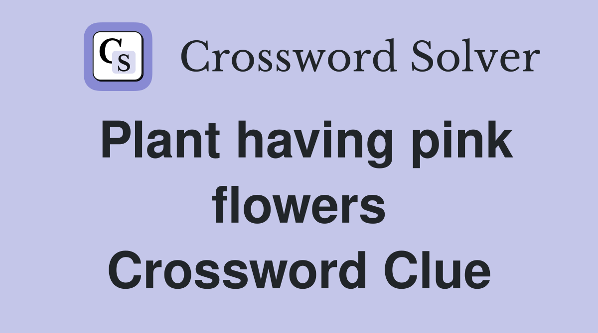 Plant having pink flowers Crossword Clue