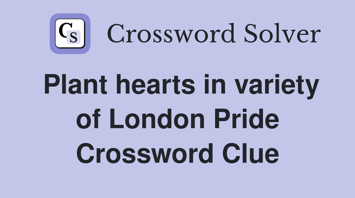 Plant hearts in variety of London Pride Crossword Clue
