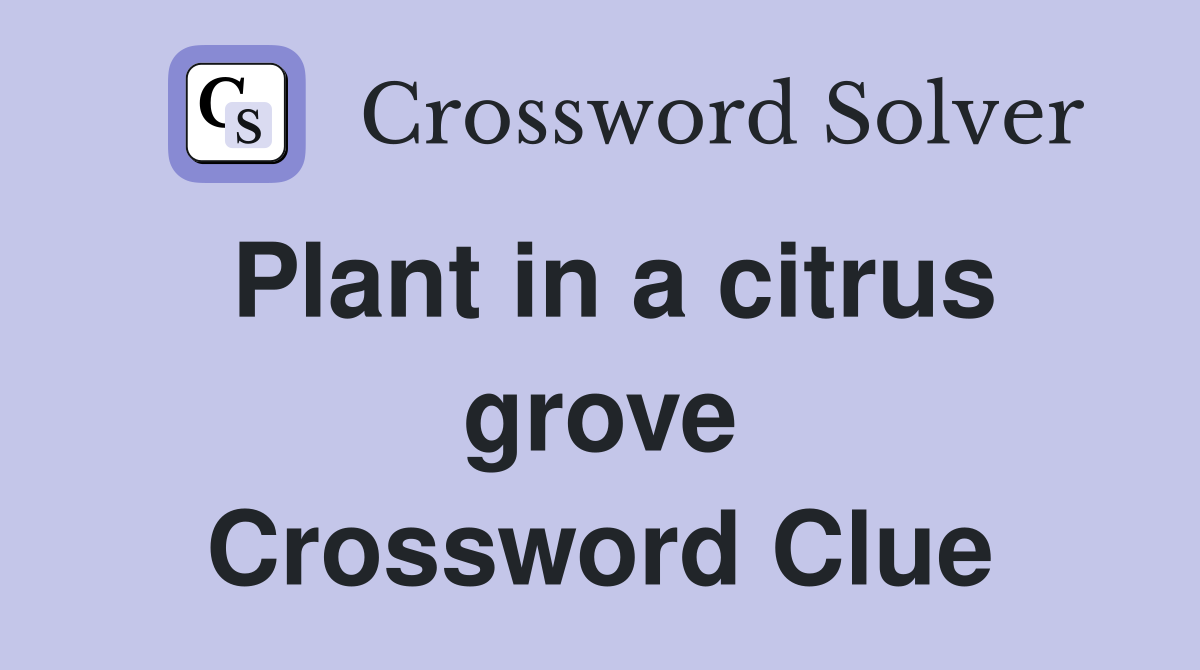 Plant in a citrus grove Crossword Clue