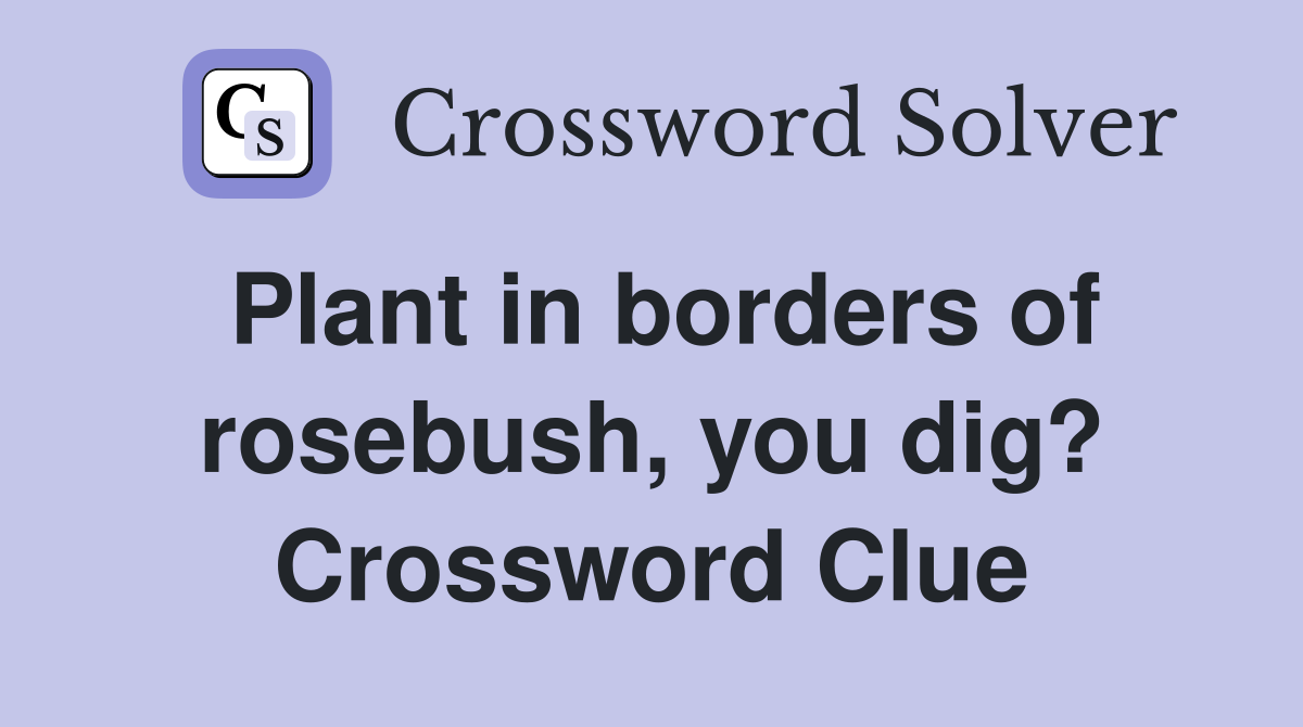 Plant in borders of rosebush, you dig? Crossword Clue