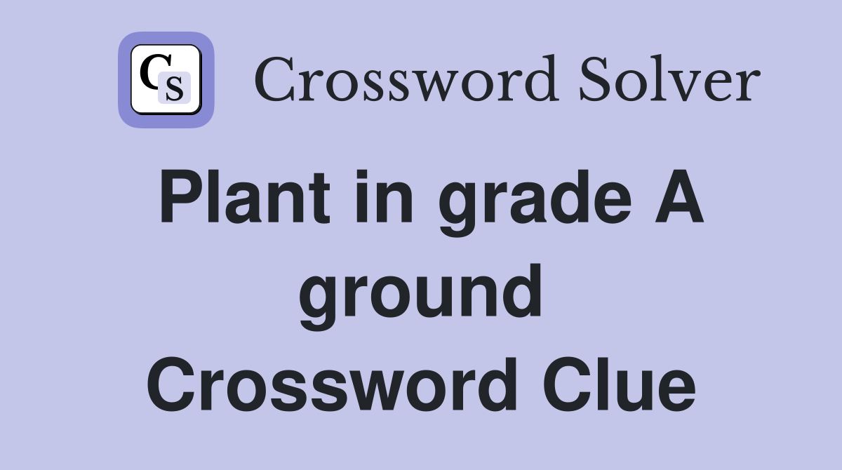 Plant in grade A ground Crossword Clue