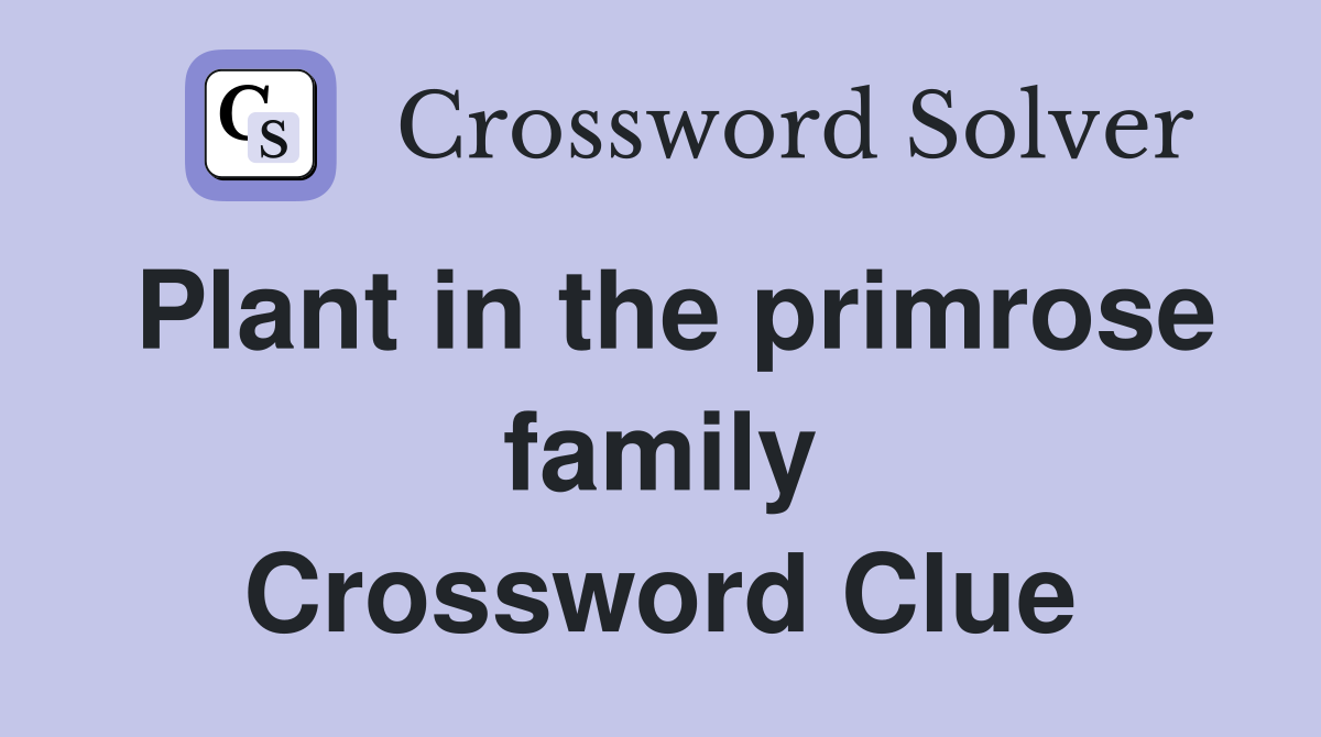 Plant in the primrose family Crossword Clue