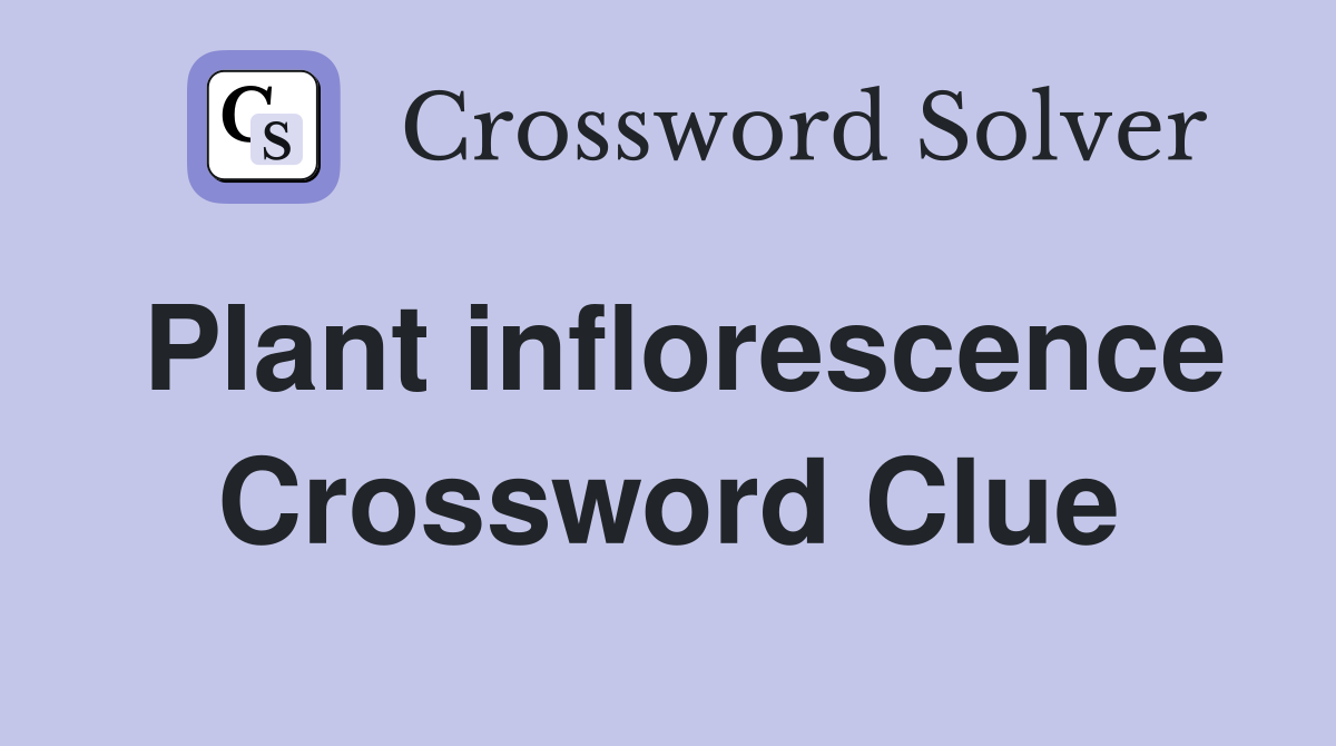 Plant inflorescence Crossword Clue