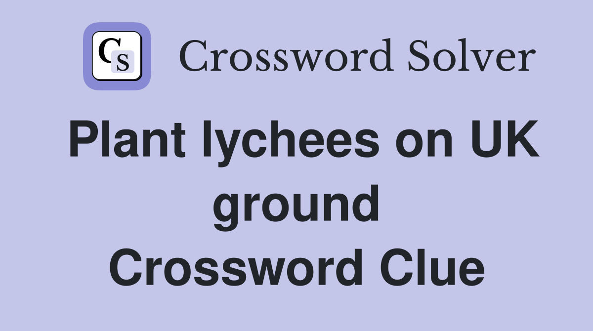 Plant lychees on UK ground Crossword Clue