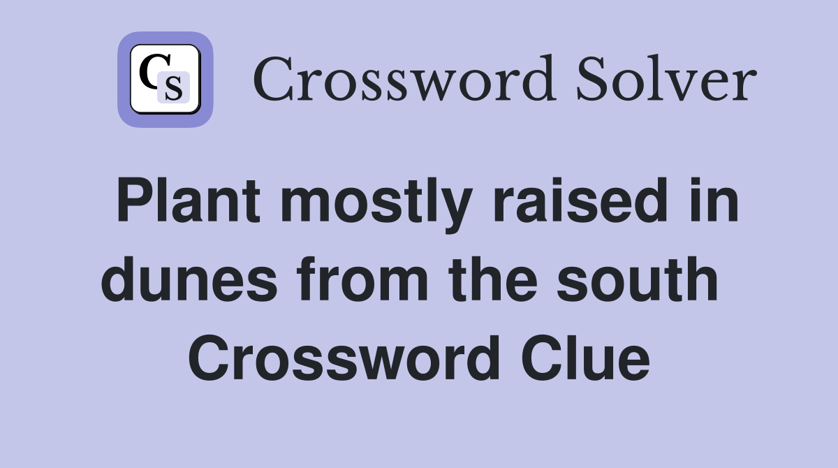Plant mostly raised in dunes from the south  Crossword Clue
