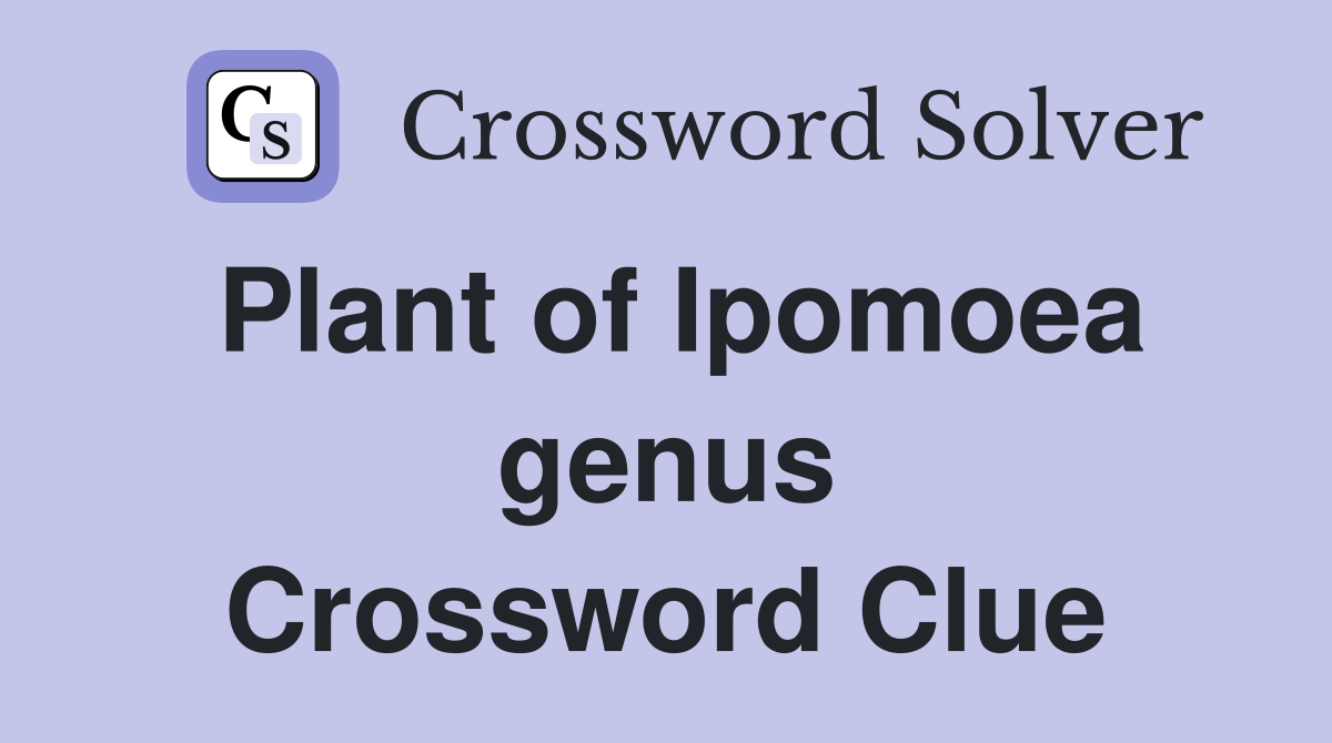 Plant of Ipomoea genus Crossword Clue