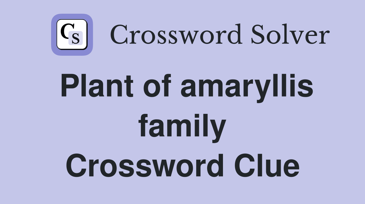 Plant of amaryllis family Crossword Clue