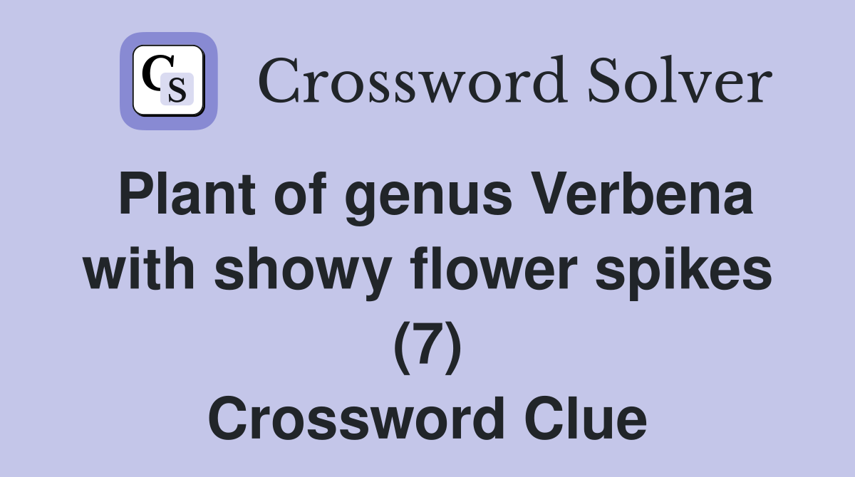 Plant of genus Verbena with showy flower spikes (7) Crossword Clue