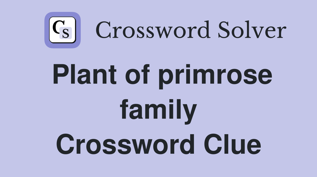 Plant of primrose family Crossword Clue