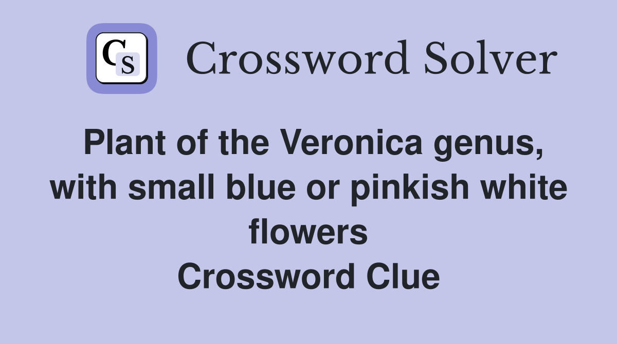 Plant of the Veronica genus, with small blue or pinkish white flowers Crossword Clue