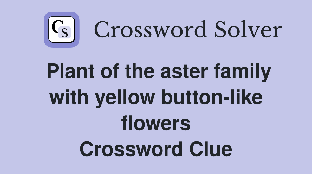 Plant of the aster family with yellow button-like flowers Crossword Clue