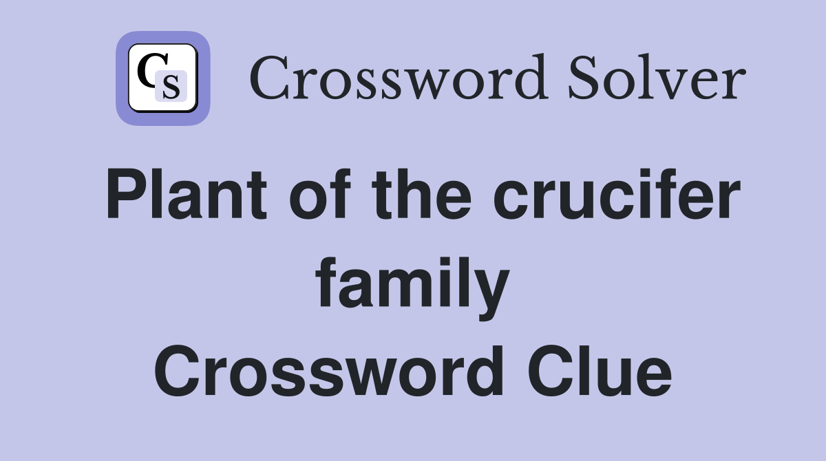 Plant of the crucifer family Crossword Clue