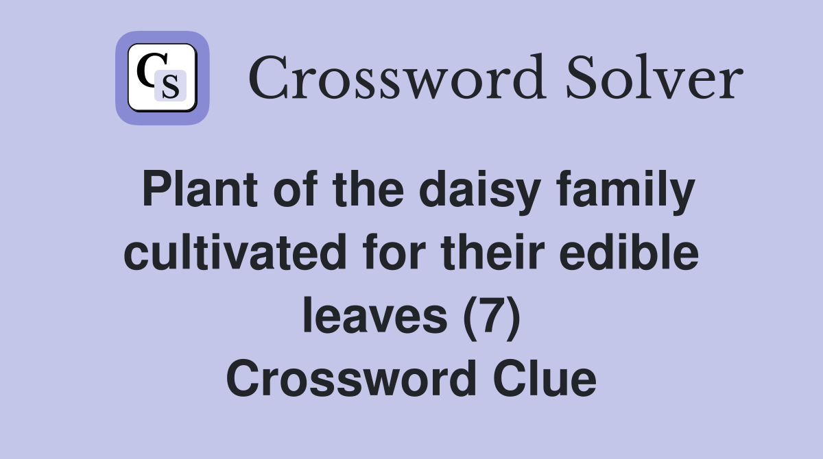 Plant of the daisy family cultivated for their edible leaves (7) Crossword Clue