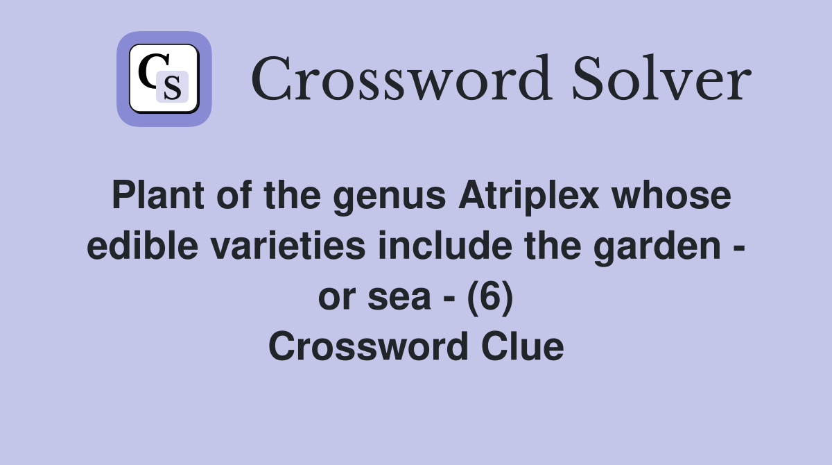 Plant of the genus Atriplex whose edible varieties include the garden - or sea - (6) Crossword Clue