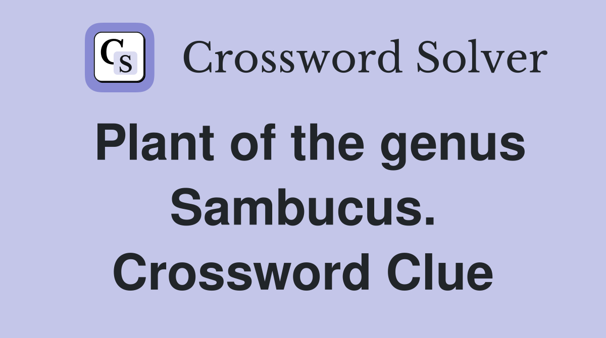 Plant of the genus Sambucus. Crossword Clue