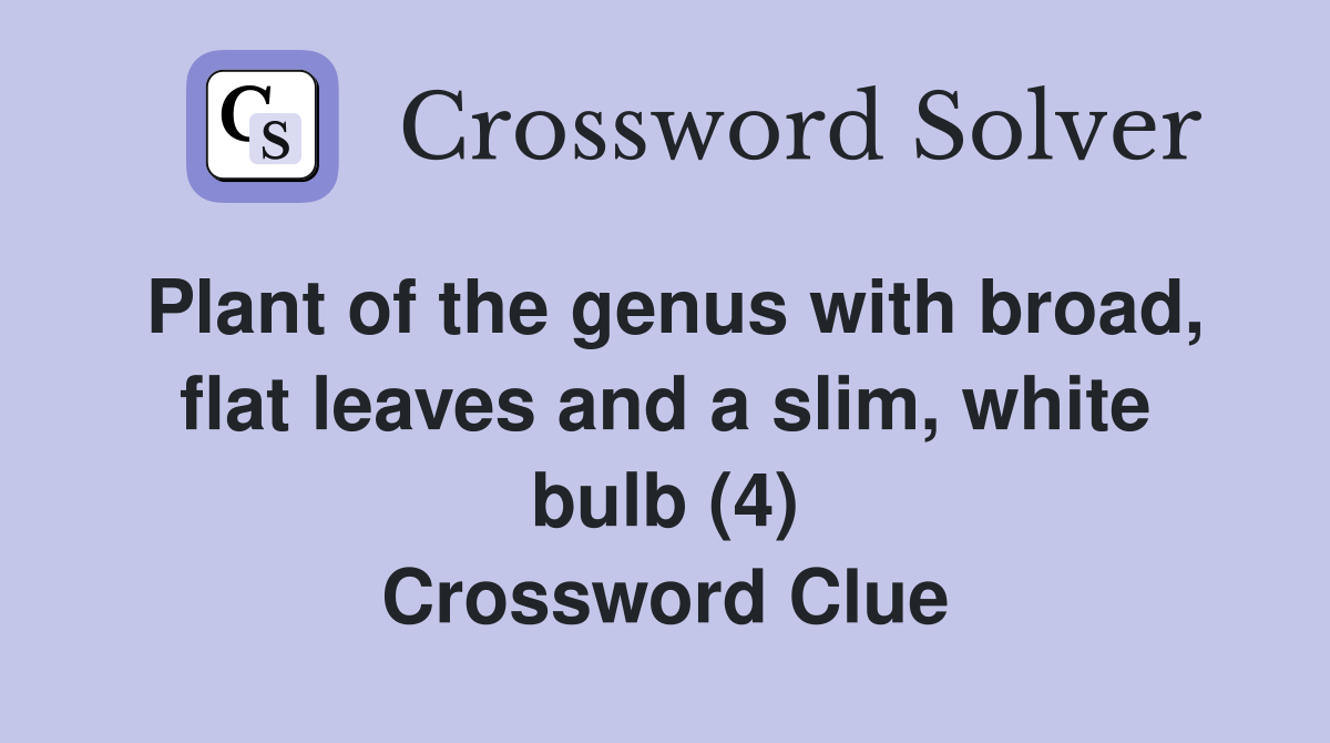 Plant of the genus with broad, flat leaves and a slim, white bulb (4) Crossword Clue