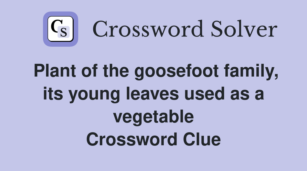 Plant of the goosefoot family, its young leaves used as a vegetable Crossword Clue