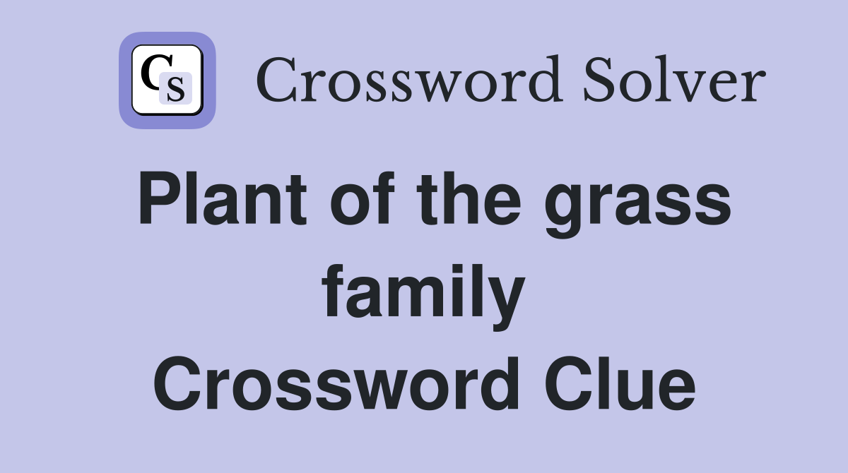 Plant of the grass family Crossword Clue