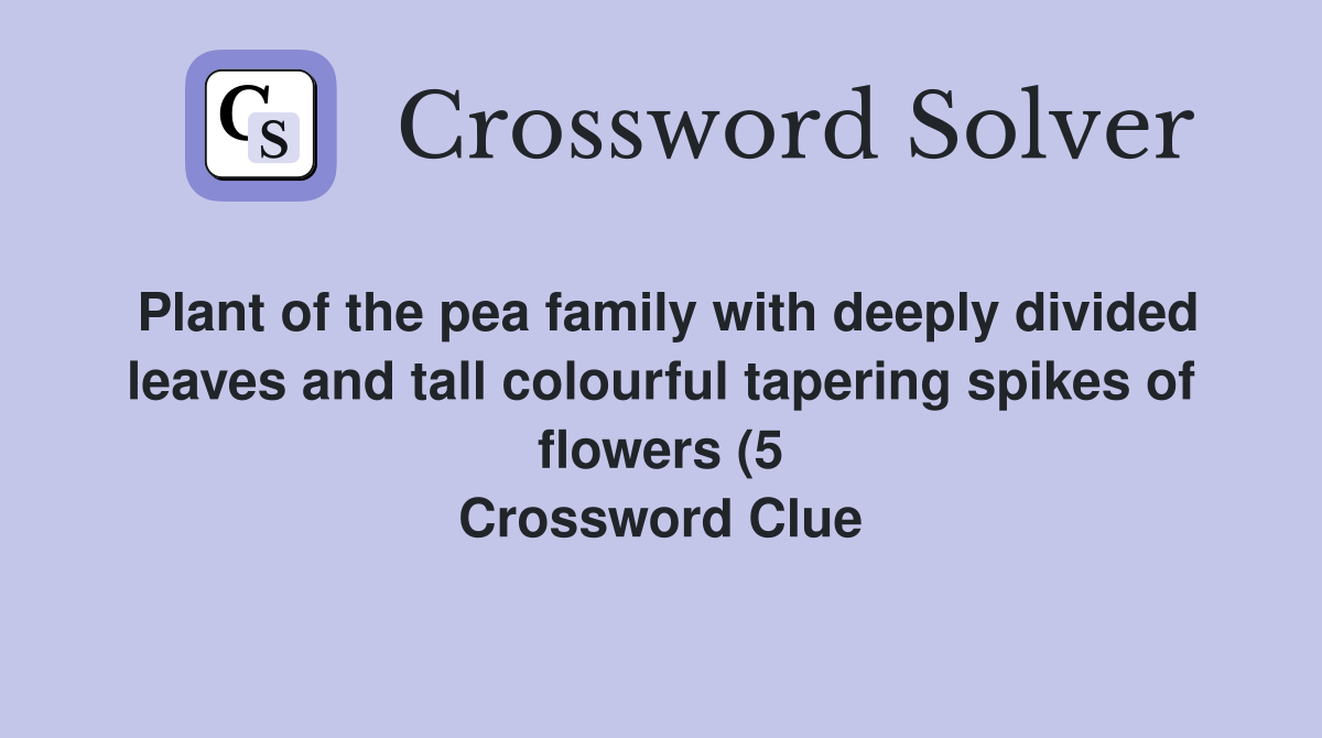 Plant of the pea family with deeply divided leaves and tall colourful Plant of the pea family with deeply divided leaves and tall colourful